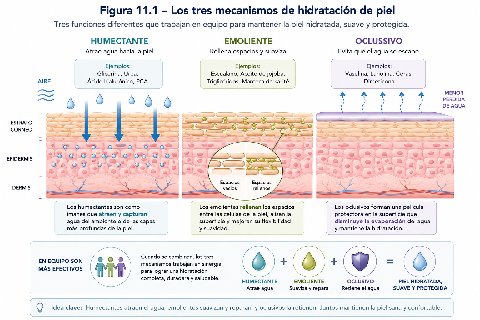 Imagen 11.1 Los tres mecanismos de hidratación de piel